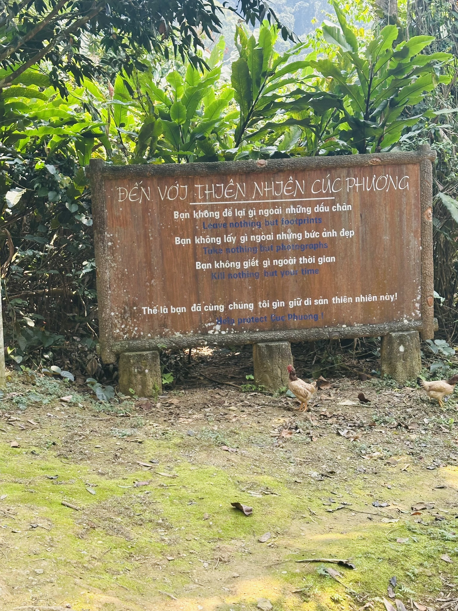 Bears playing in the grass at the FOUR PAWS Bear Sanctuary